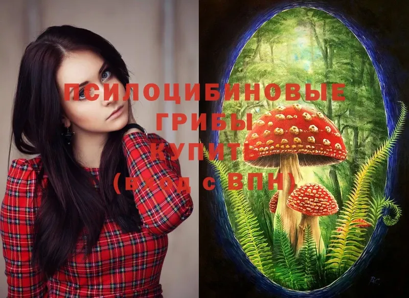 Псилоцибиновые грибы Psilocybe  Мичуринск 